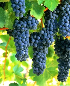 Shiraz szőlüfürt